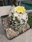 Preview: Copiapoa hypogaea
